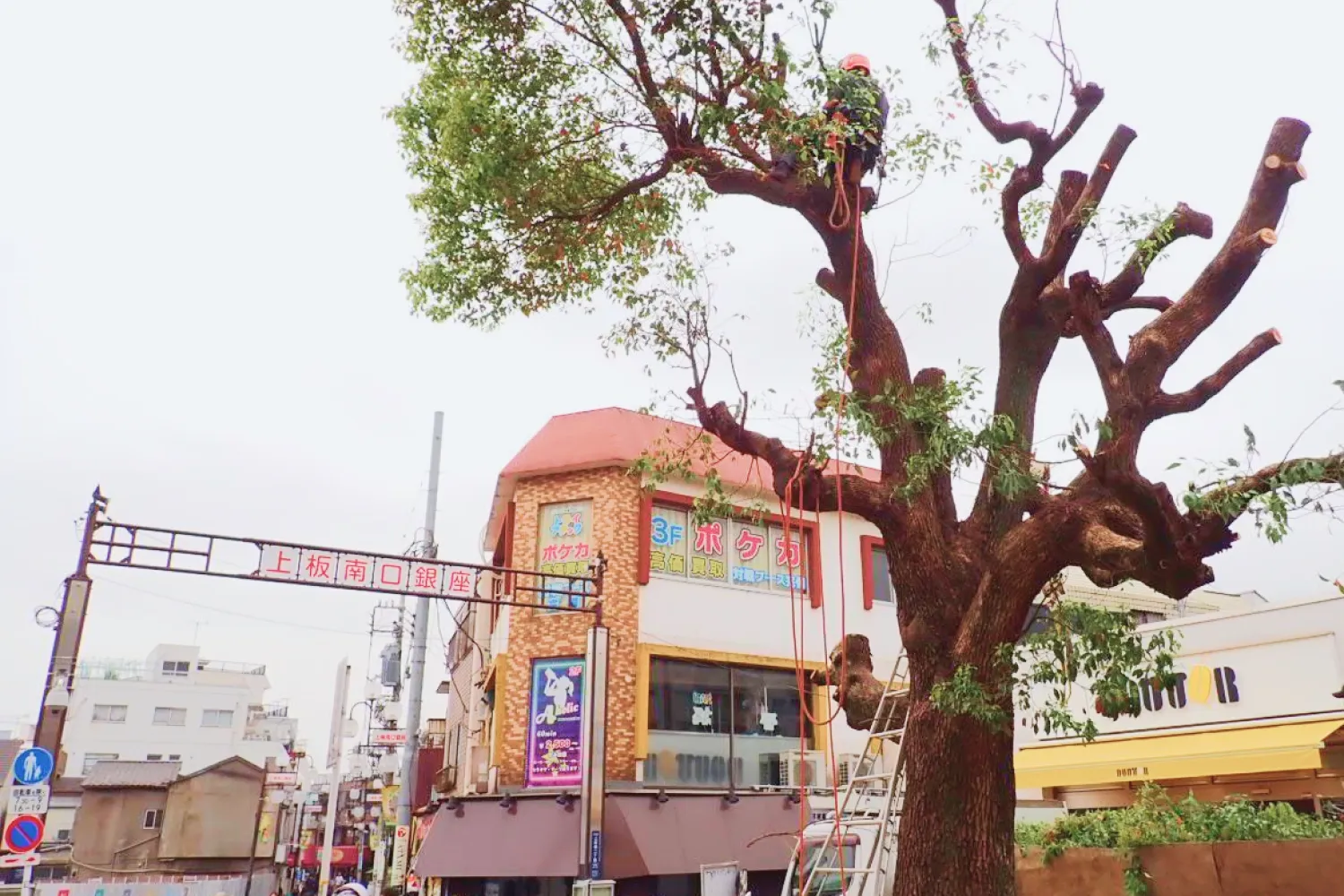 樹木管理の様子（上板橋駅南口にて）