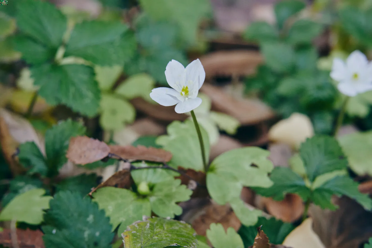 赤塚公園のニリンソウ（12月撮影）