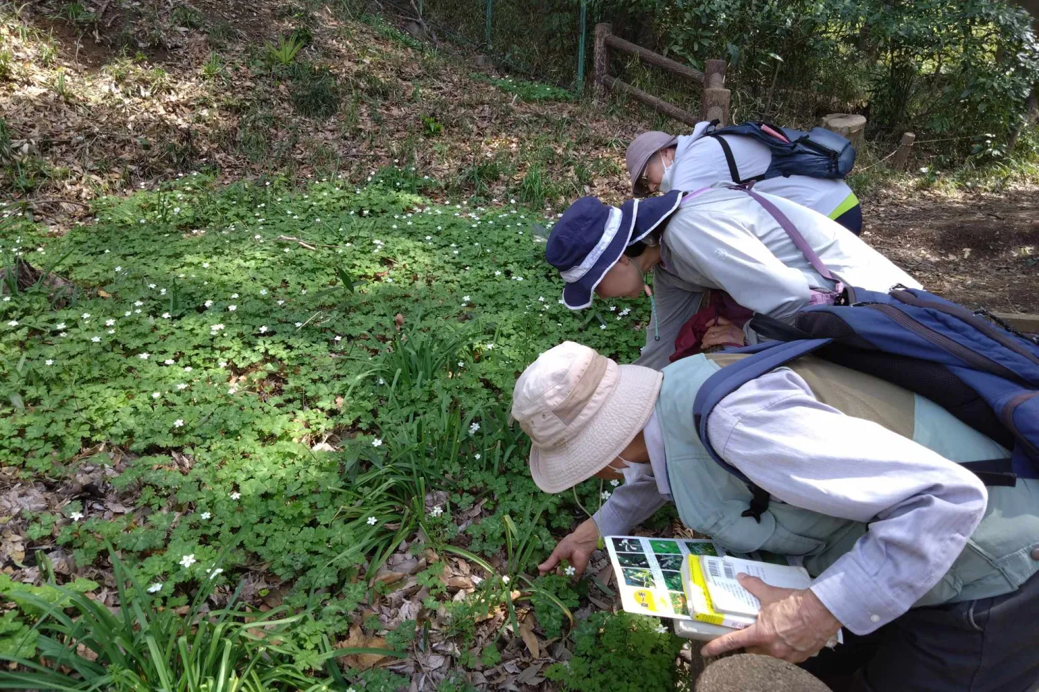 ニリンソウを見学する、「ニリンソウ月間」のツアー参加者